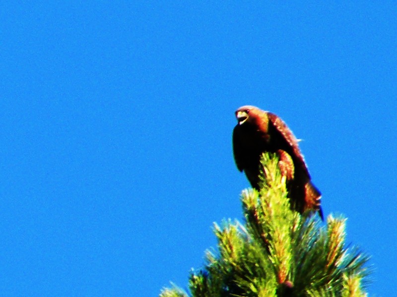 New Meadows, ID: Hawk perched on tree . Back road to Zimms Hot Springs