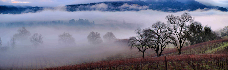 Ukiah, CA: Winter fog in the vineyard