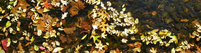 Heber Springs, AR: fall leaves floating on the little red river
