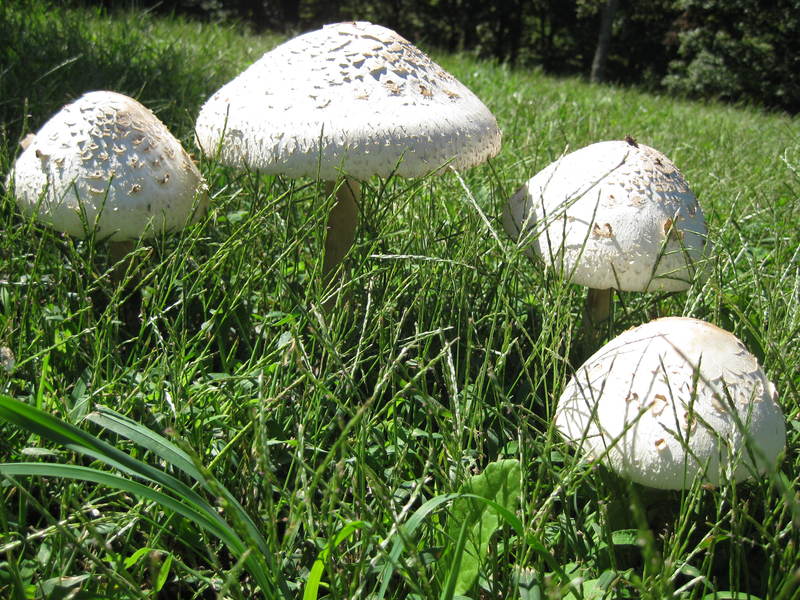 Wildwood, MO: Wild mushrooms in my yard