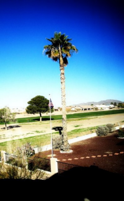 Arizona City, AZ: Arizona City Palm Tree