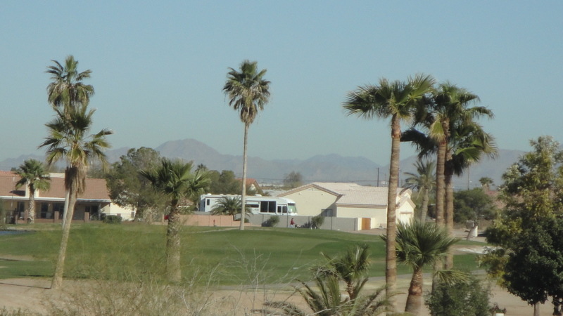Arizona City, AZ: Arizona City Palm Tree