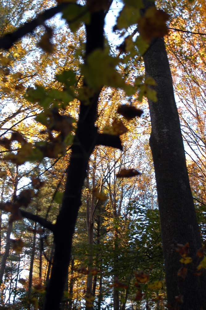 Vienna, VA: Two friends in the Southside Park's woods...