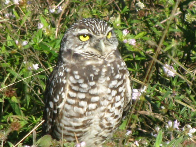 Cape Coral, FL: Cape Coral burrowing owl