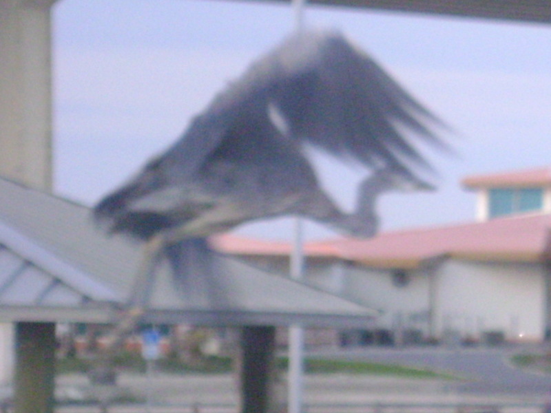 Orange Beach, AL: Wading bird on boardwalk at alabama point