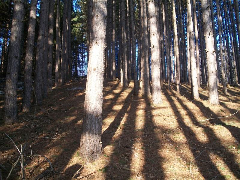 Ava, NY Trees... the only thing we have in Ava photo, picture, image