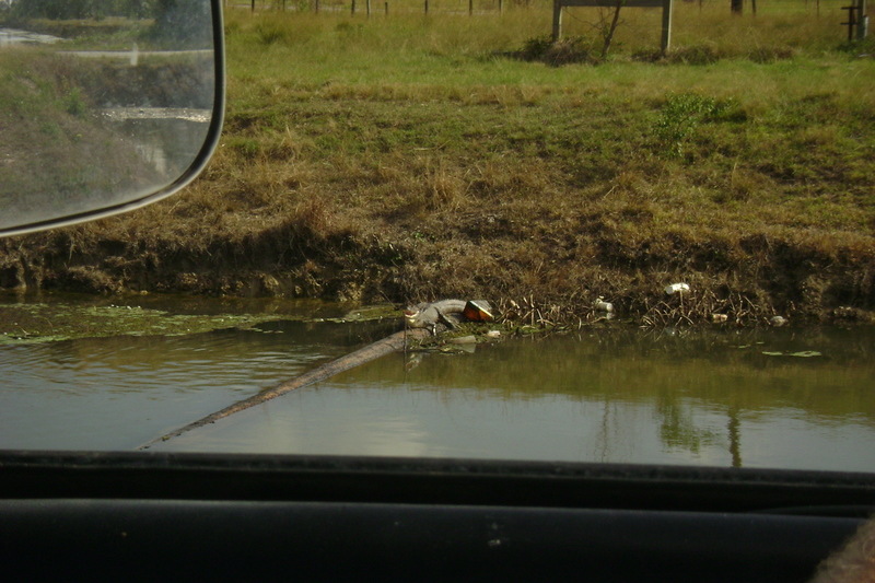 Port Neches, TX: Gator on a pipe-line off HWY 366