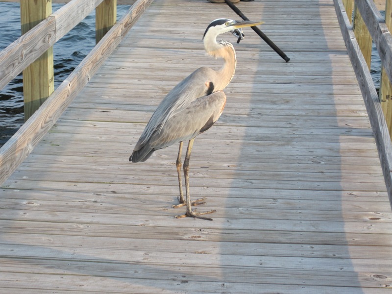 Fort Walton Beach, FL: Crane on Sound Park Pier - Santa Rosa Sound - Fort Walton Beach, FL