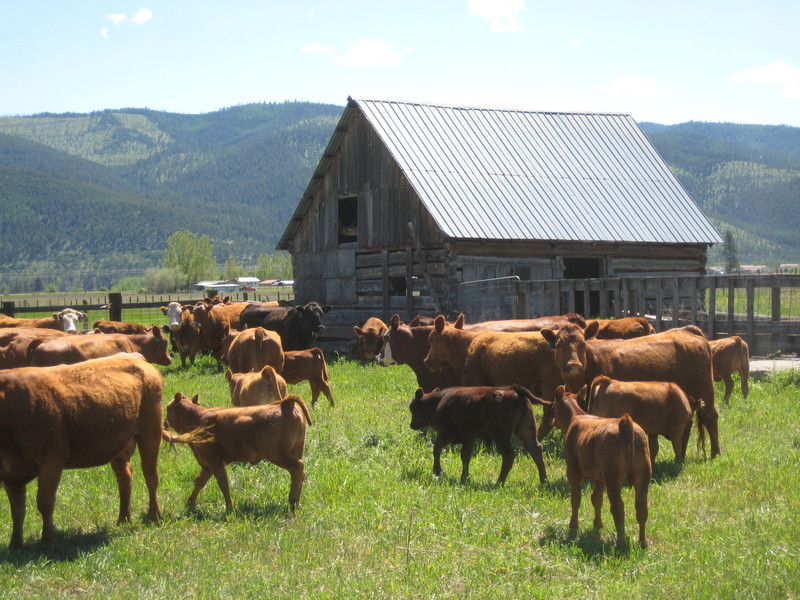 Frenchtown, MT beauty on the backroads photo, picture, image (Montana