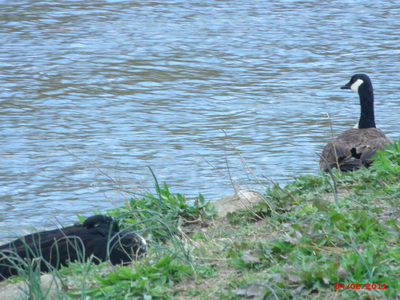 Ramseur, NC deep river photo, picture, image (North Carolina) at city