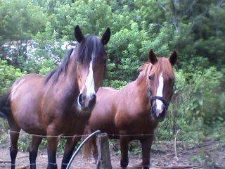 Canton, NC: two beautiful horses named blossom and rose