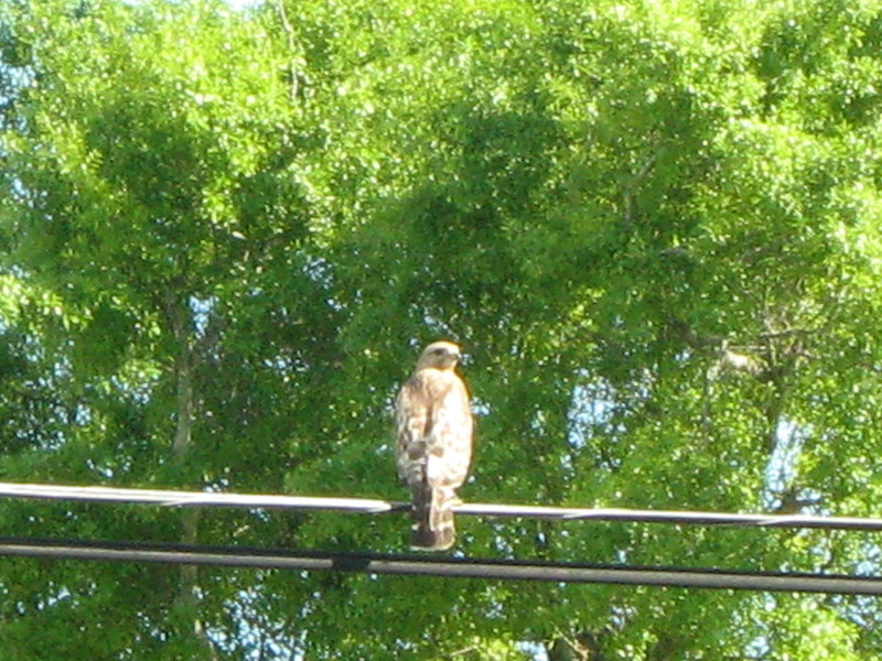 Luling, LA: Red-tailed Hawk looking for his food