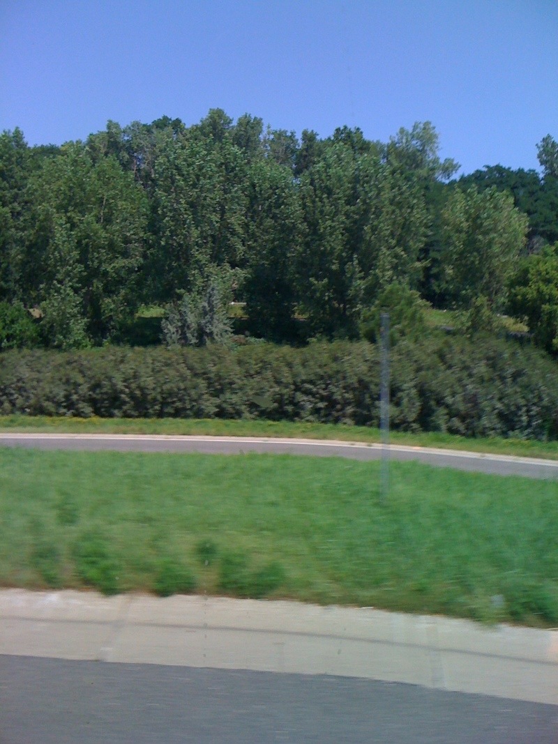 St. Paul, MN: Forest Trees.