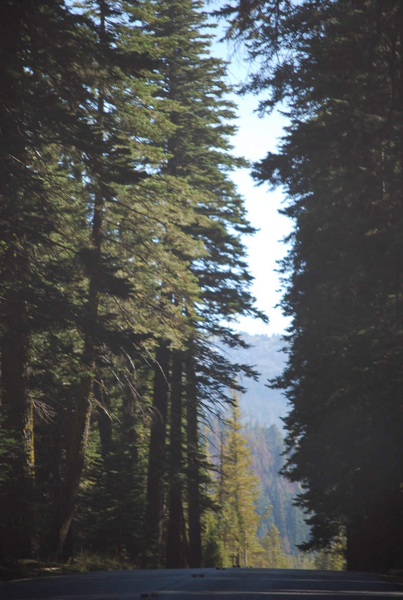 Shingletown, CA Hwy 44 photo, picture, image (California) at city