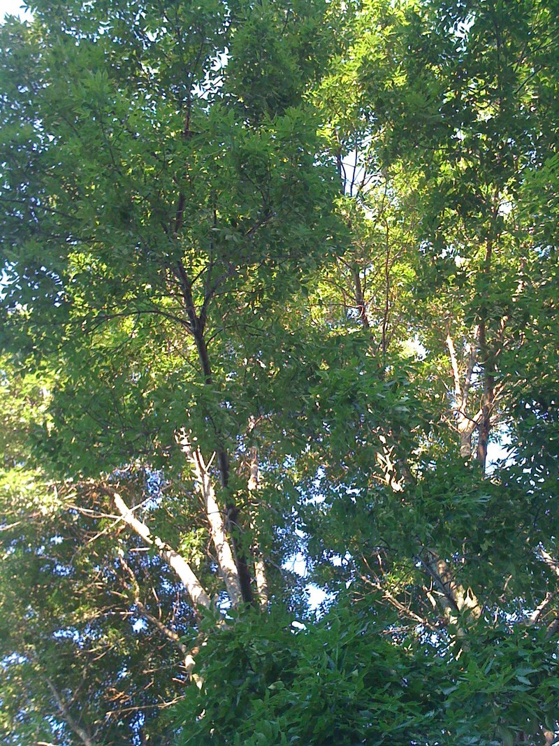 Carol Stream, IL: Trees.