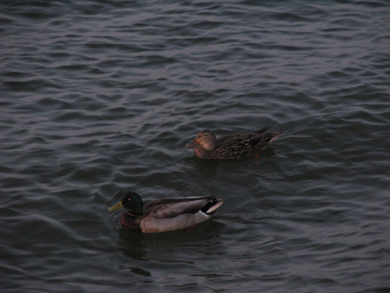 Cliffwood Beach, NJ: Ducks swimming in the bay