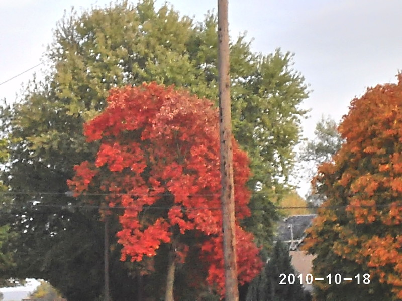 Sidney, IA: Fall Leaves in Sidney, Iowa