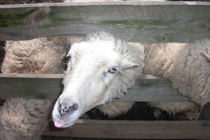 Strasburg, PA: sheep at petting area