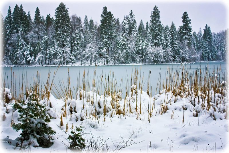 Shingletown, CA Woodridge Lake in the Winter photo, picture, image