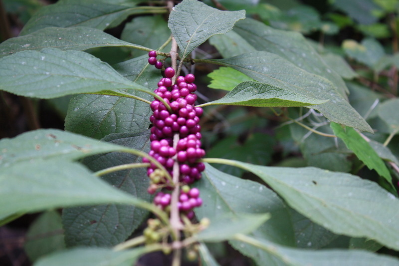 Gainesville, FL: Berries on bush along Hogtown Creek in Ring Park in the heart of N Gainesville