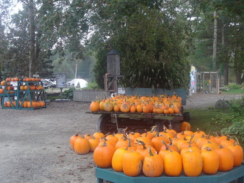 Glastonbury, CT: Harvest time