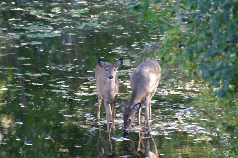 Shelby, MI: 2 Deer in the pond behind our home in Shelby Township