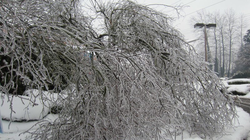 Tacoma, WA: The Ice Storm of 01-2012 on Pearl St. Tacoma, Wa.