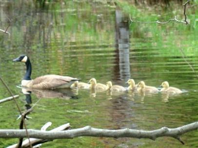 Merrimac, MA: clobers brook