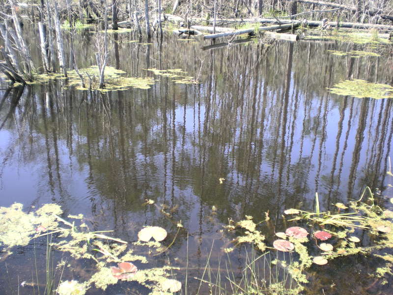 Douglas, GA: A Pond neasr downtown Douglas