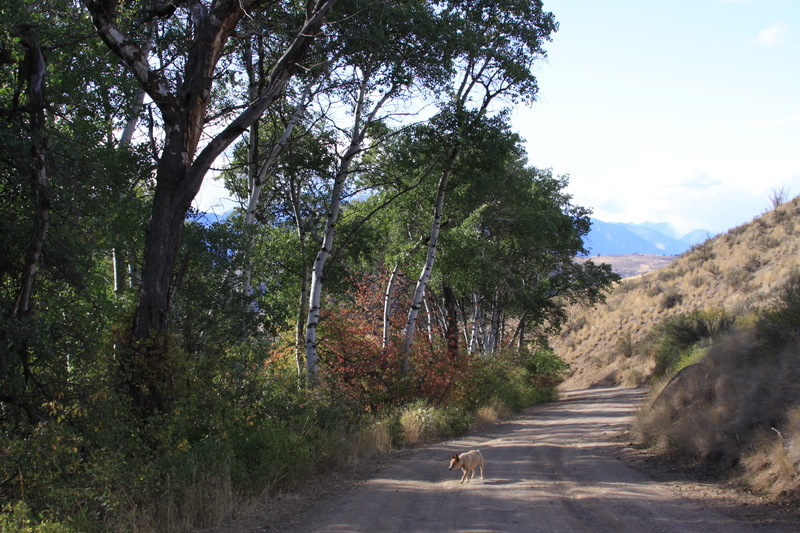 Winthrop, WA: Down the Rural road with Doggie