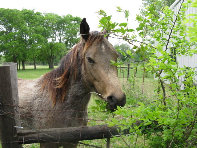 Sulphur Springs, TX: a place of beautiful horses