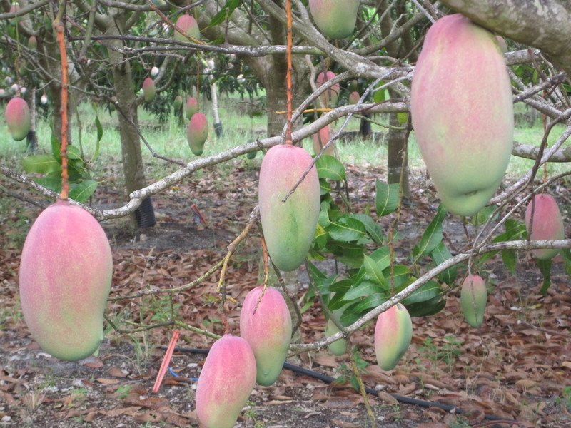 Bokeelia, FL: Mango Orchard in Bokeelia