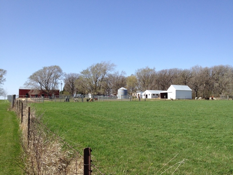 Dodge Center, MN: Very early spring Alpaca Farm