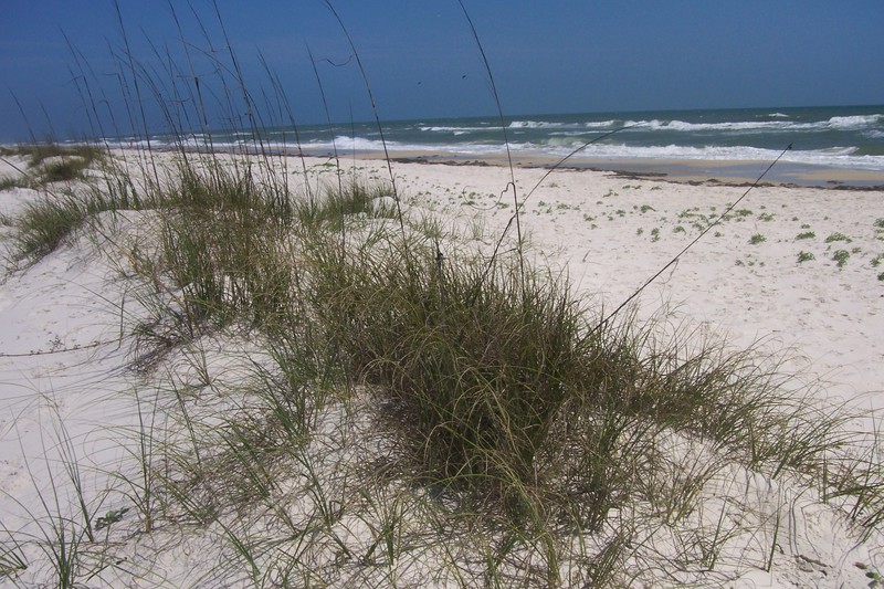 St. George, FL: Sandy dunes on St. George Island