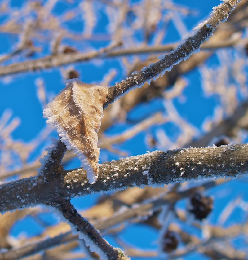 Manteno, IL: Hoar frost in tree on Walnut St.