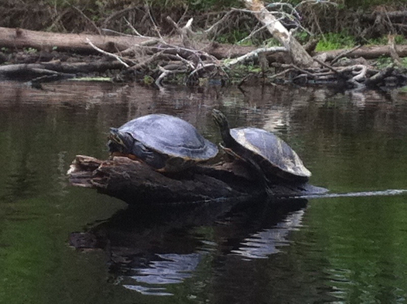 High Springs, FL: Turtles