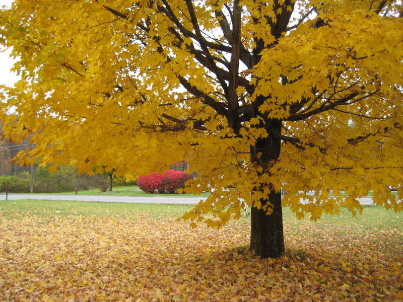 Littleton, MA: Falltime Colors