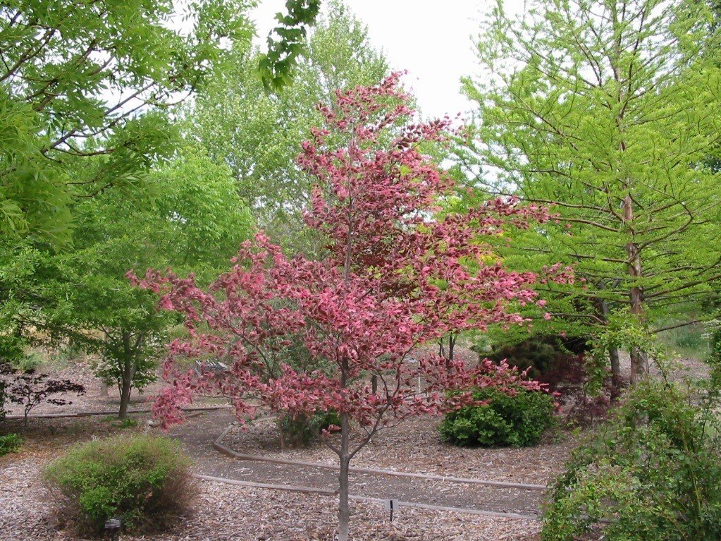 Echo, OR: The Tri-color Beech is a favorite in Echo's Oregon Trail Arboretum