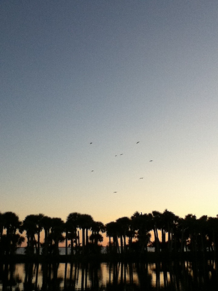 Fellsmere, FL: Fellsmere Marsh with birds making a heart