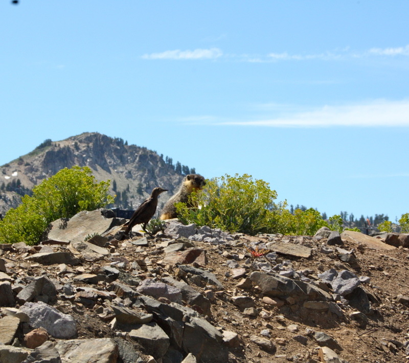 Lake Tahoe, CA: taken at high camp July 2012. groundhog and bird