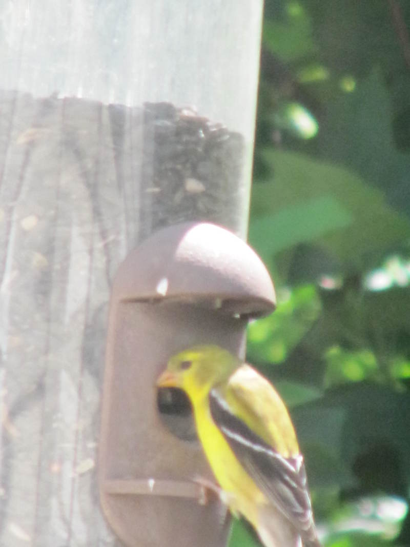 Fredericksburg, VA: Bird enjoying a feeder