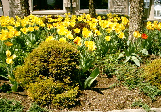 Eubank, KY : Flowers by bank photo, picture, image (Kentucky) at city ...