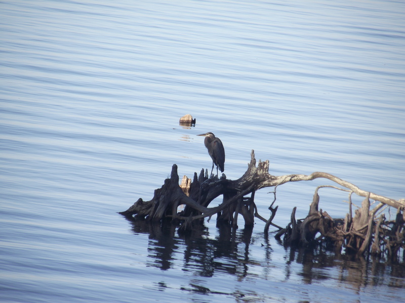 North Charleston, SC: Bird Resting on a Tree limb at Lake Moutrie Cross