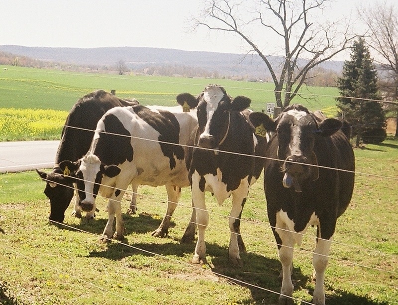 Shippensburg, PA: Pennsylvania cows