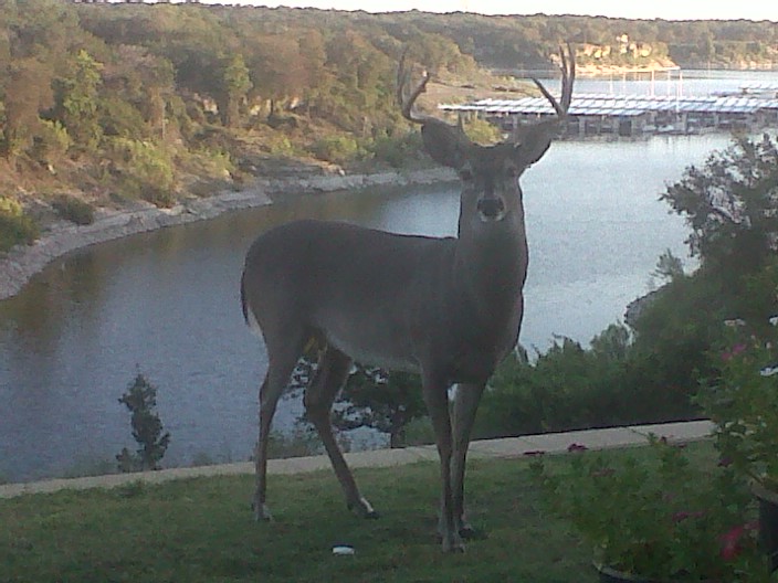 Morgan, TX: Morgan's Point is home to Texas White Tail Deer