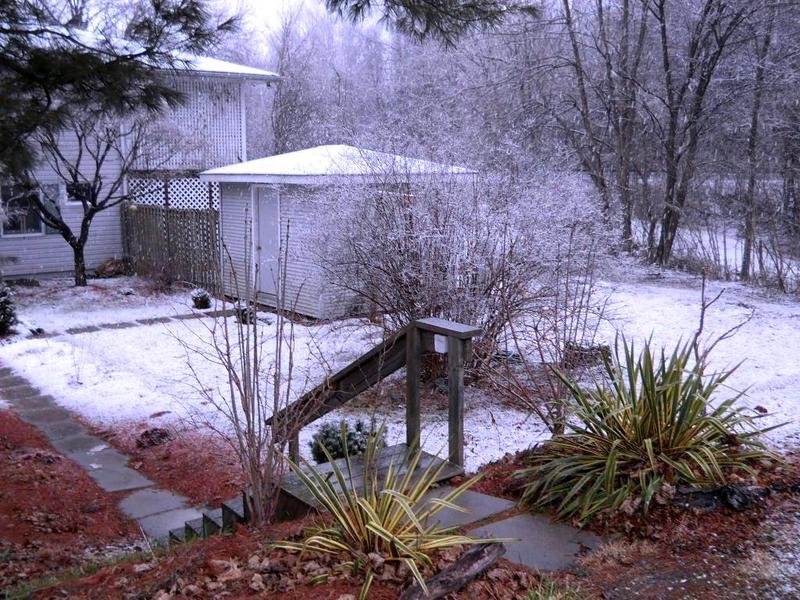 Reisterstown, MD: My Winter Garden in Reisterstown 2012