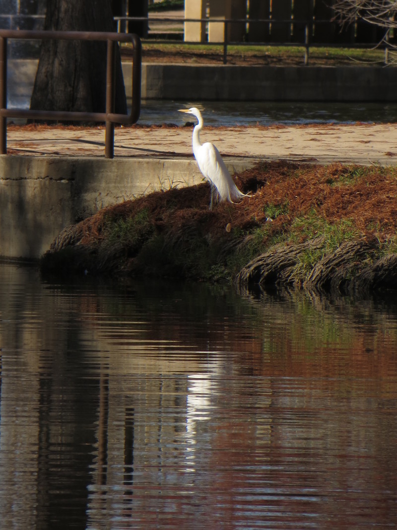 Uvalde, TX: Egret in DeLeon Park