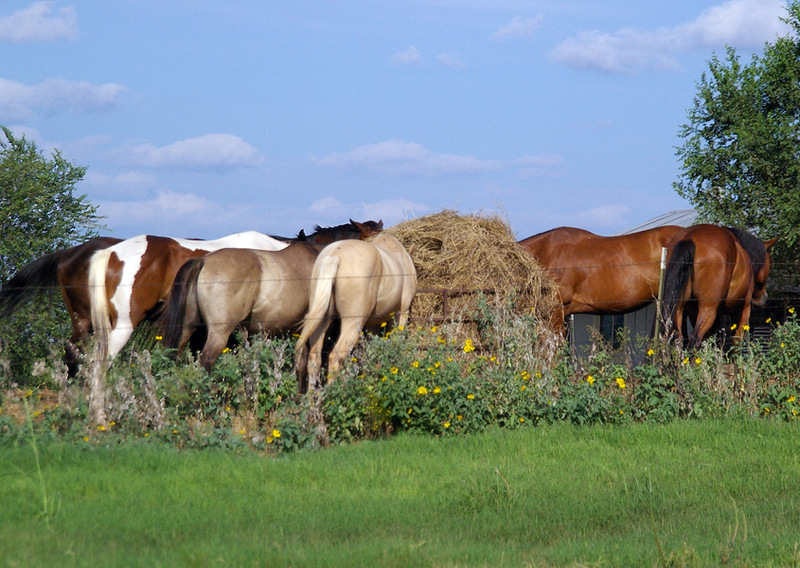 Spur, TX: HORSES GRAZE at the north edge of town