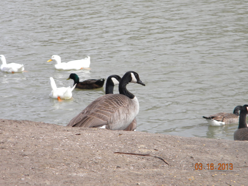 Owasso, OK: Ducks on the pond at Elm Creek Park