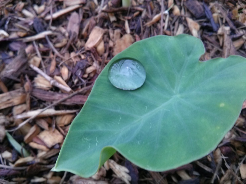 Holly Springs, GA: just a great pic of a plant with a drop of rain water on it